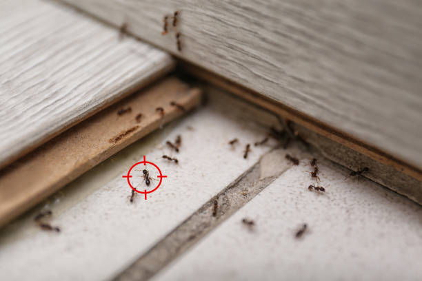 Best Pest Removal Services  in Hampton, AR