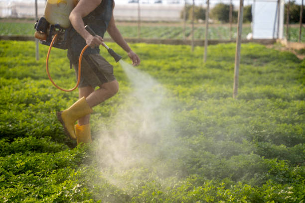 Best Pest Prevention Services  in Hampton, AR