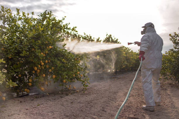 Best Ant Control Services  in Hampton, AR