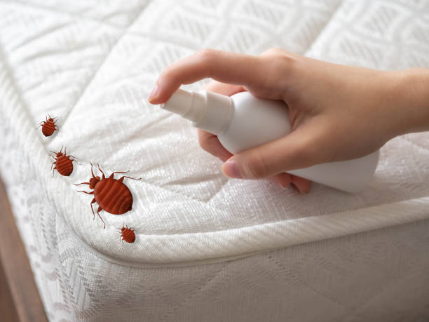 Best Wasp Removal Services  in Hampton, AR