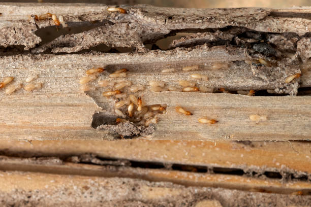 Best Termite Control Services  in Hampton, AR