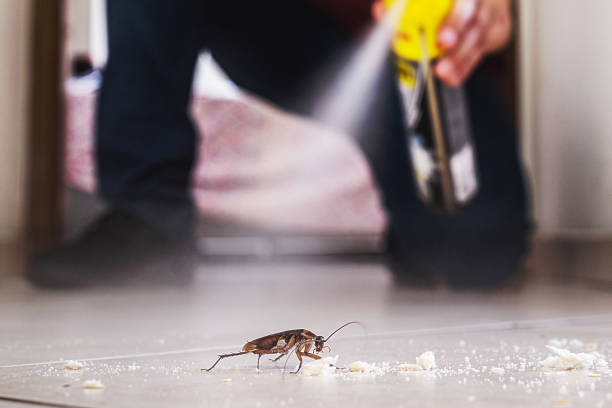 Best Spider Control Near Me  in Hampton, AR